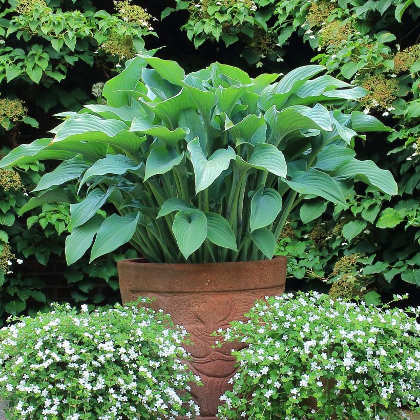 Hosta Krossa Regal (Porto)