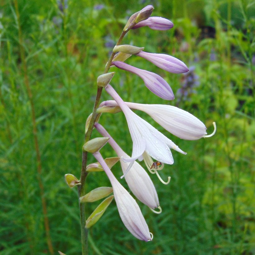 Hosta Krossa Regal (Fioritura)