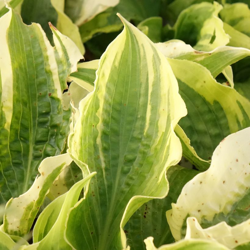 Hosta Lakeside Prophecy Fulfilled (Fogliame)