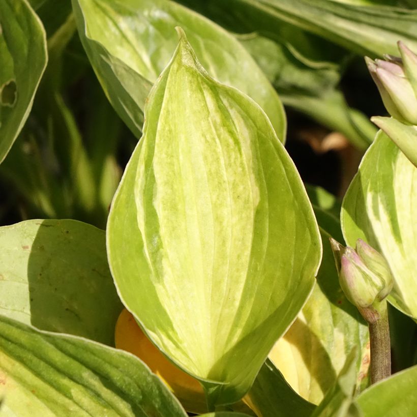 Hosta Midnight at the Oasis (Fogliame)