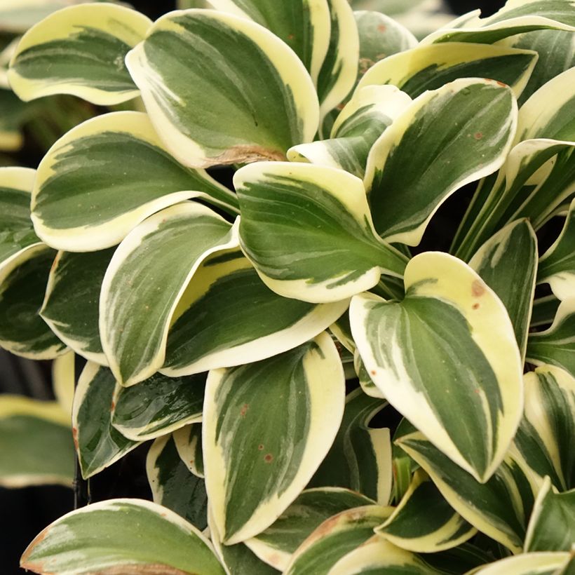 Hosta Mighty Mouse (Fogliame)