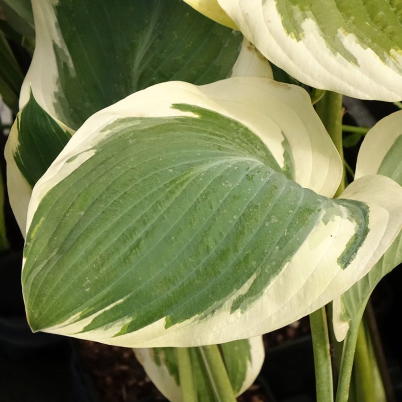 Hosta Orion's Belt (Fogliame)