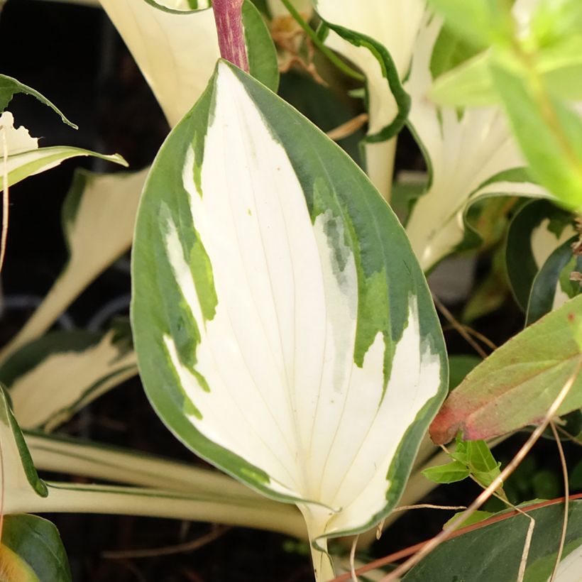 Hosta Paul Revere (Fogliame)