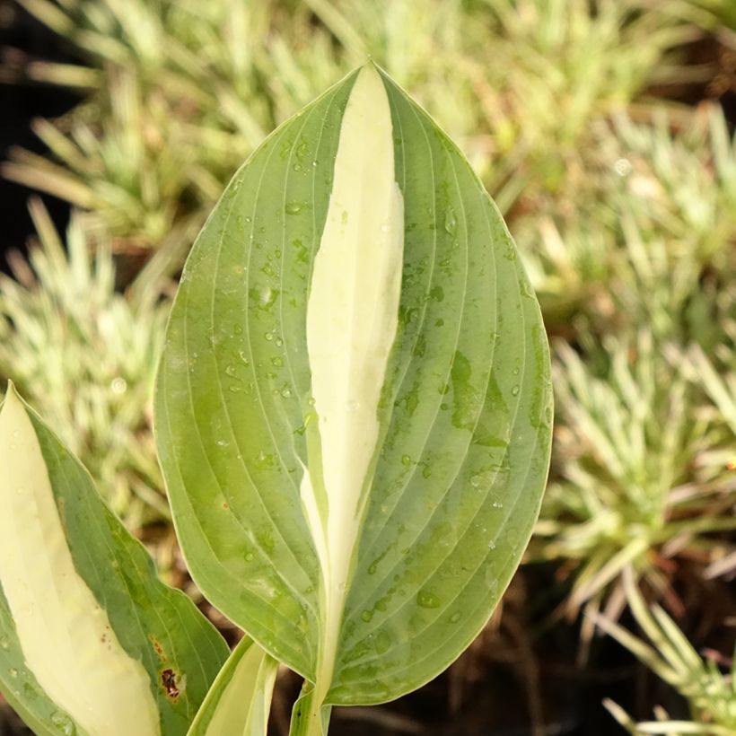 Hosta Pin Up (Fogliame)