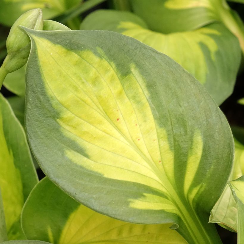 Hosta Pocketfull of Sunshine (Fogliame)