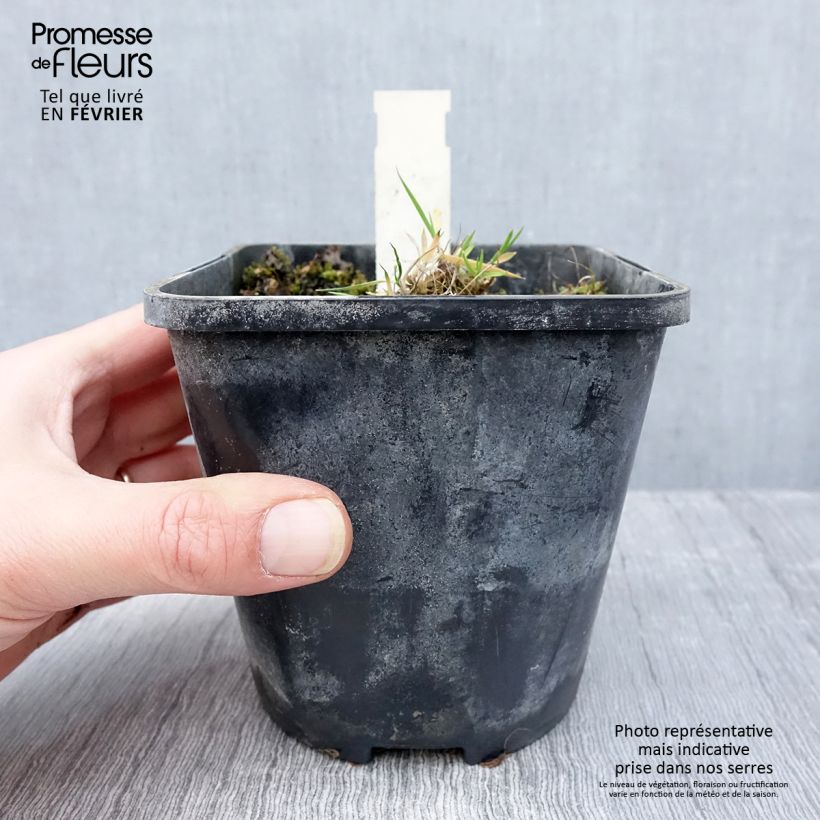 Hosta Praying Hands Pot de 1.5L/2L esemplare consegnato in inverno