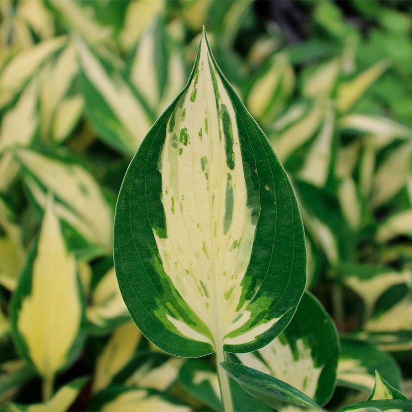 Hosta Revolution (Fogliame)