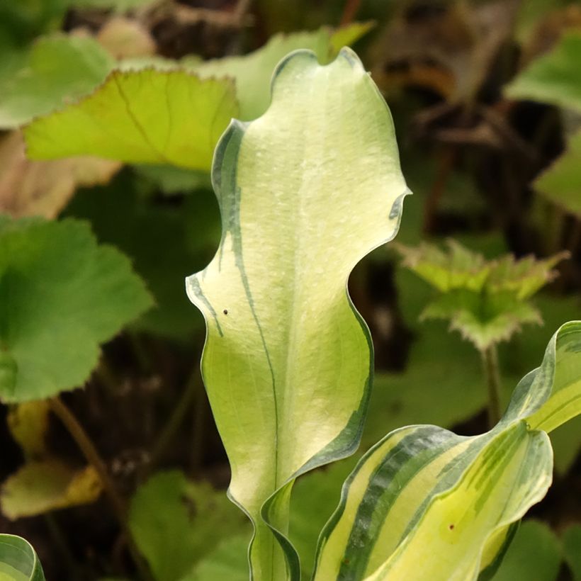 Hosta Ripple Effect (Fogliame)