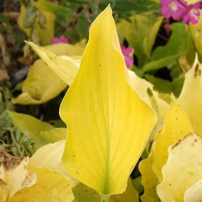 Hosta Ruffed Up (Fogliame)