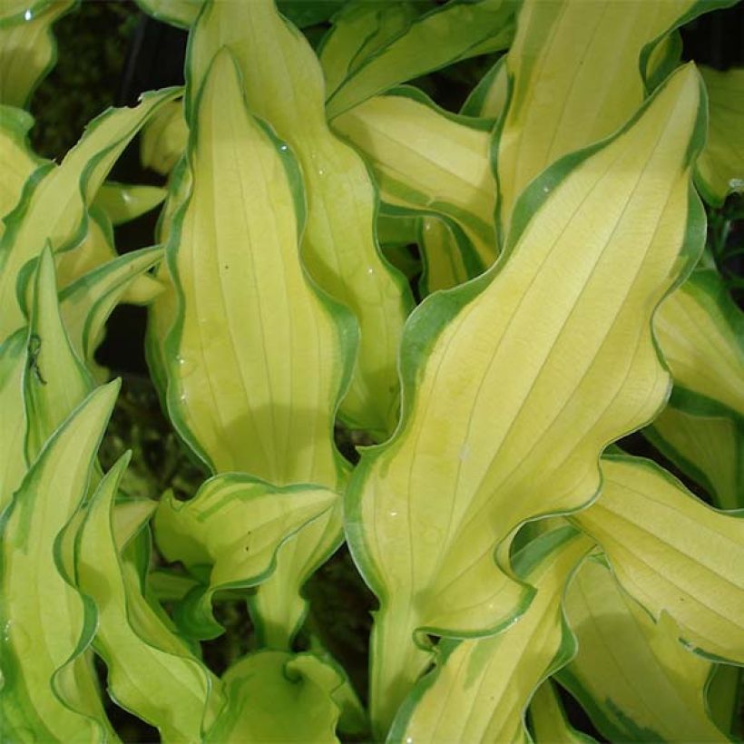 Hosta sieboldii Kabitan (Fogliame)