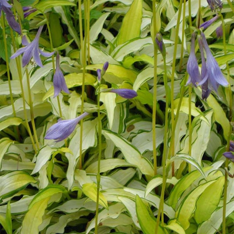 Hosta sieboldii Kabitan (Fioritura)