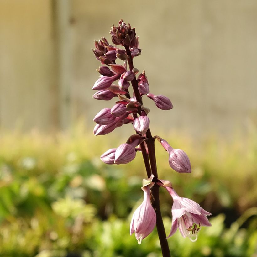 Hosta Sorbet (Fioritura)