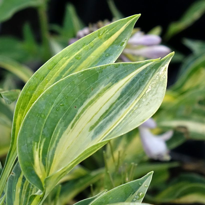 Hosta Stand by Me (Fogliame)