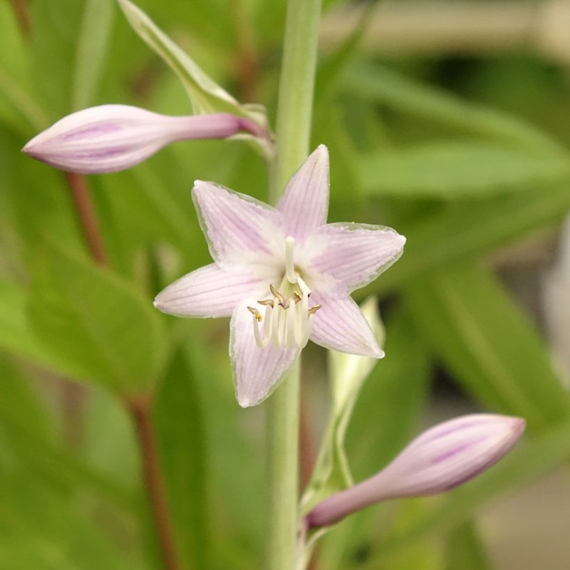 Hosta Striptease (Fioritura)