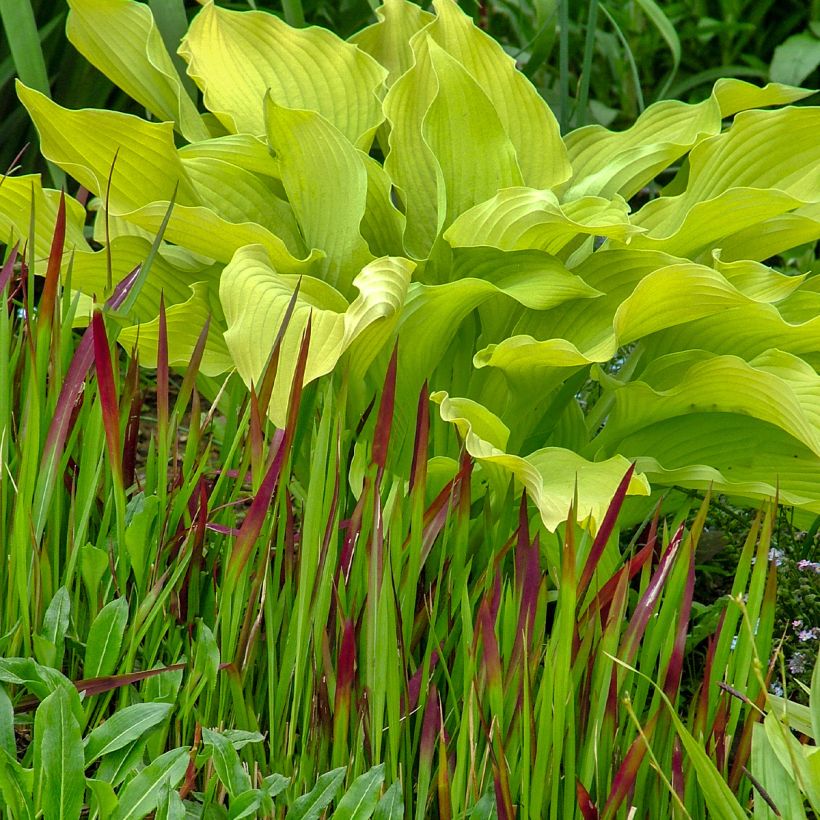 Hosta Sun power (Porto)