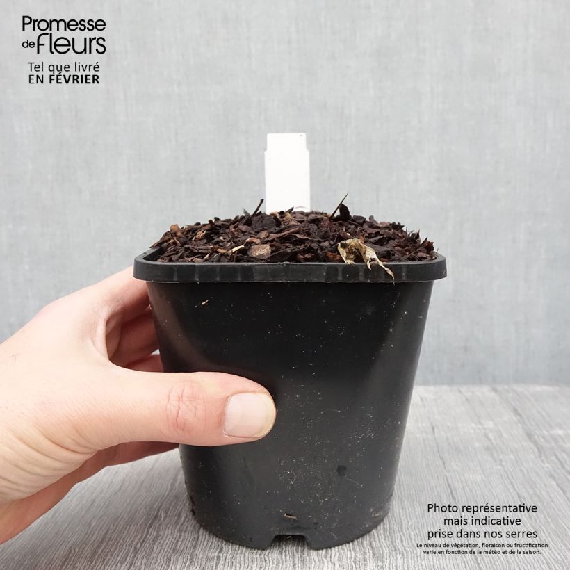 Hosta T Rex  Pot de 1,5L/2L esemplare consegnato in inverno