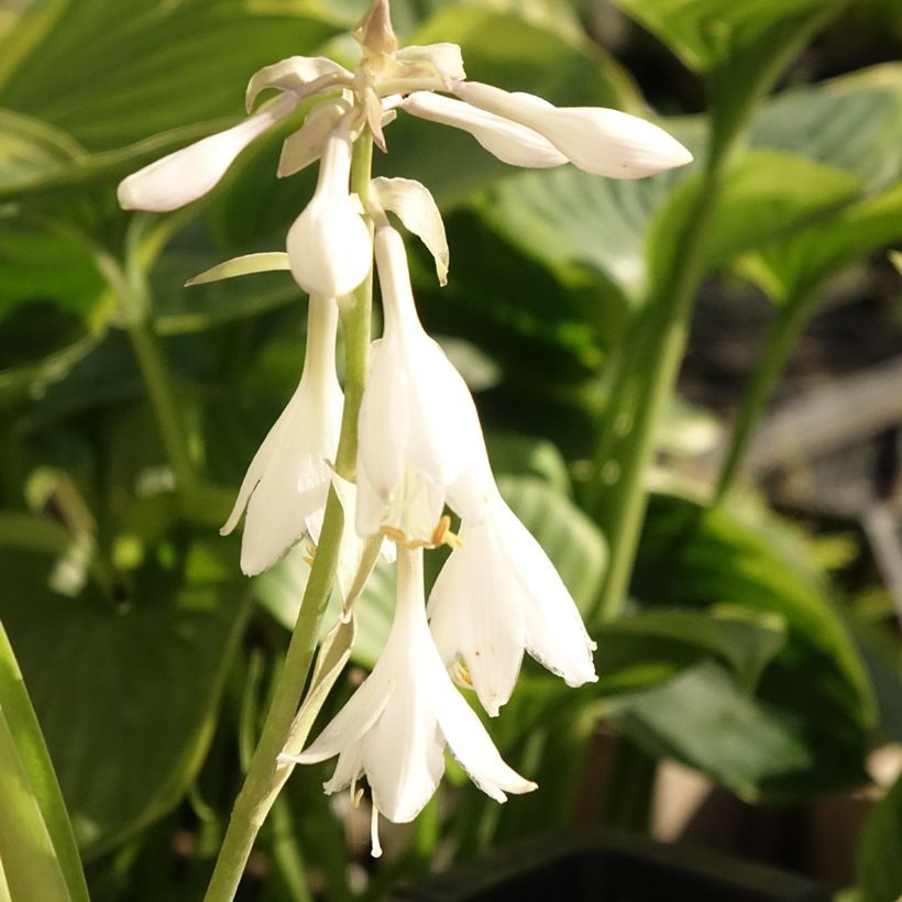 Hosta T Rex (Fioritura)