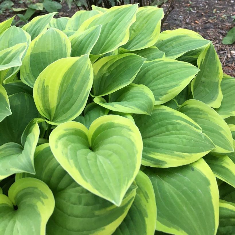 Hosta The King (Fogliame)