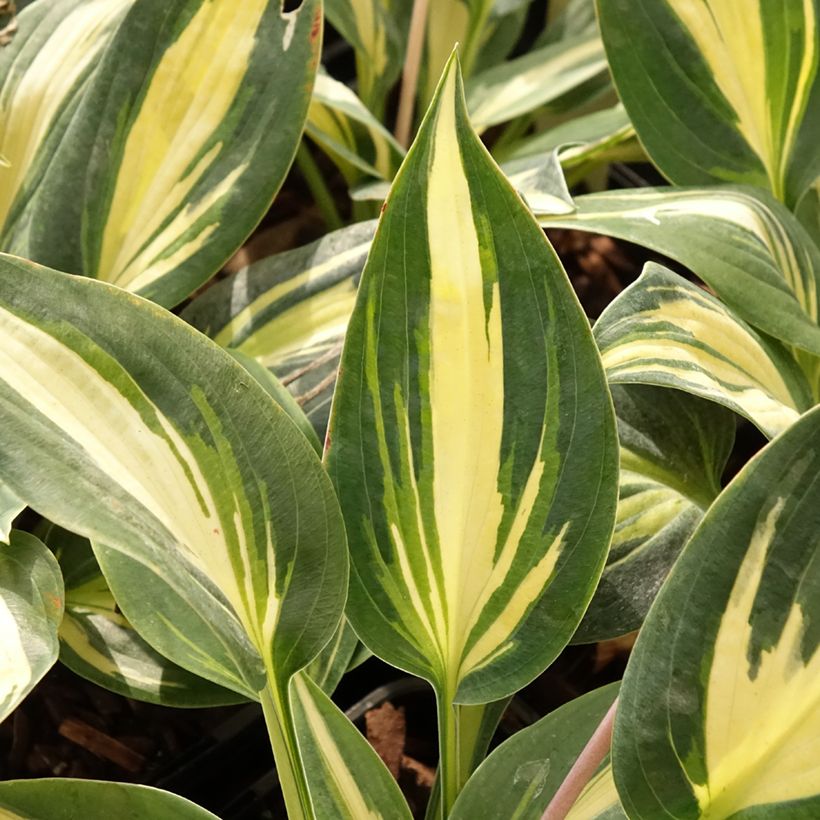 Hosta Timeless Beauty (Fogliame)