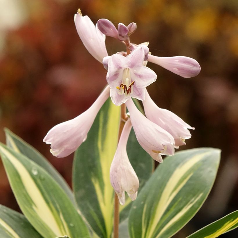 Hosta Timeless Beauty (Fioritura)