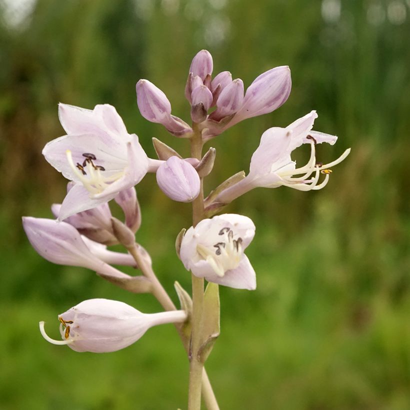 Hosta Touch Of Class (Fioritura)