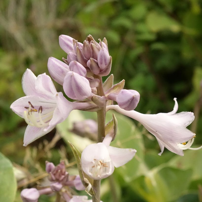 Hosta Touch Of Class (Fogliame)