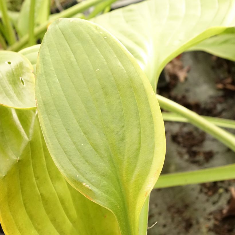 Hosta UFO (Fogliame)