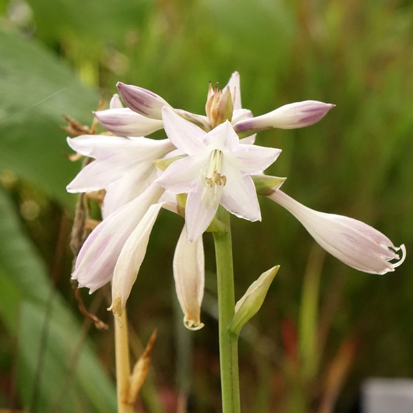 Hosta Victor (Fioritura)