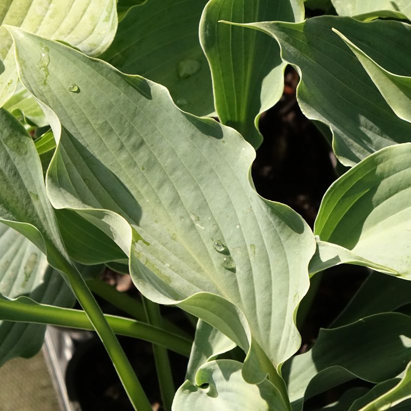 Hosta Waterslide (Fogliame)