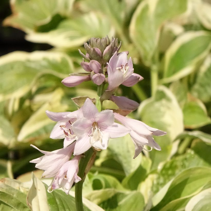 Hosta Wide Brim (Fioritura)