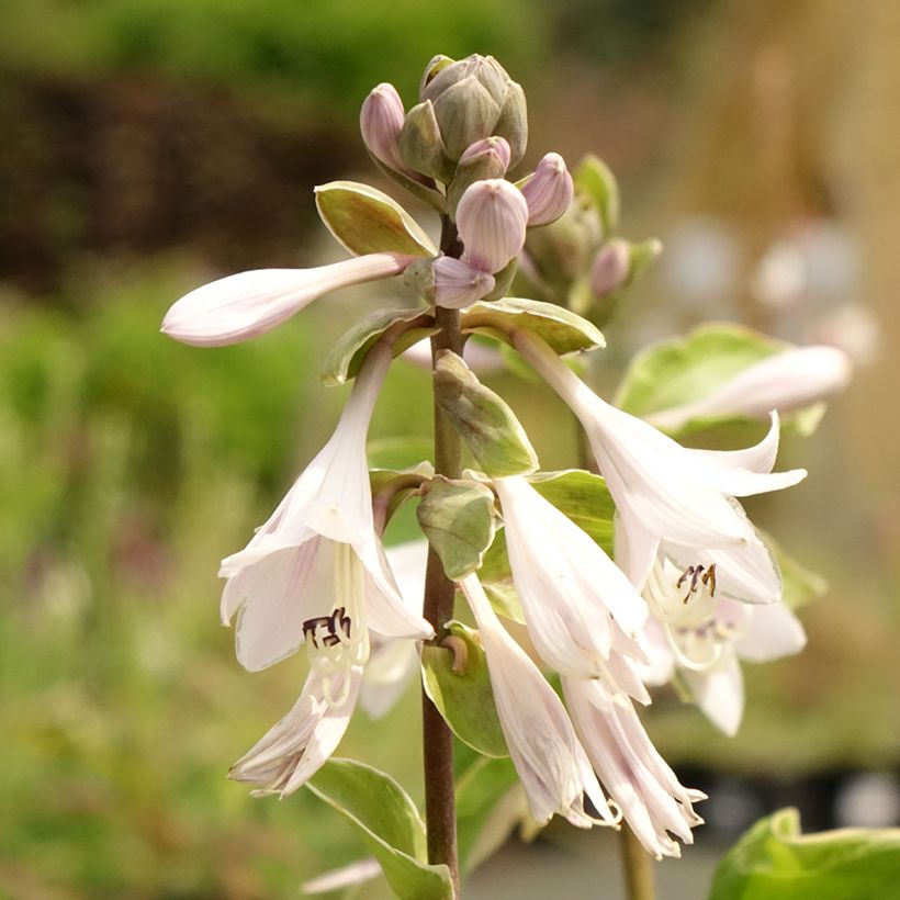 Hosta Winter Snow (Fioritura)