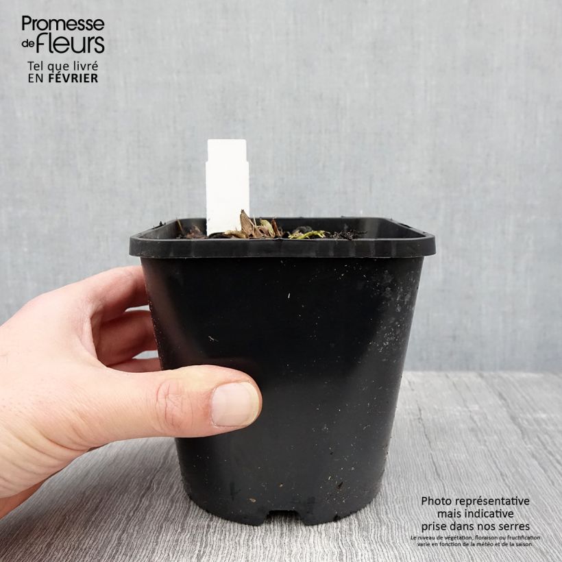 Hosta Wu-La-La Pot de 1,5L/2L esemplare consegnato in inverno