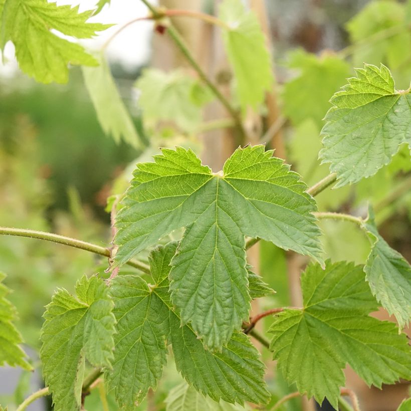 Luppolo Pure - Humulus lupulus (Fogliame)