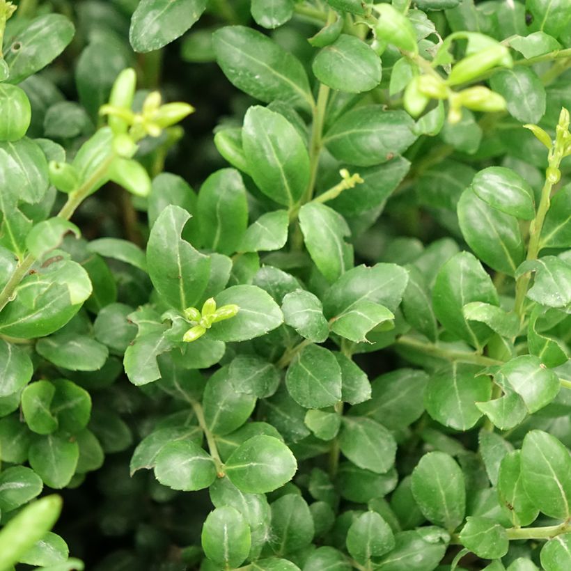 Ilex crenata Convexa (palla) - Agrifoglio giapponese (Fogliame)