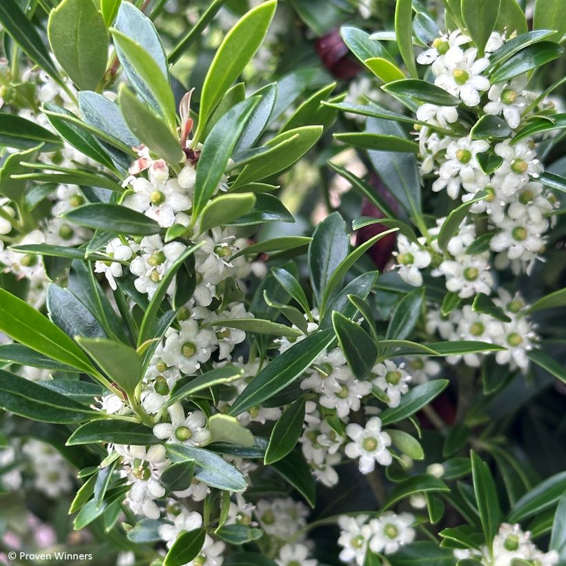 Ilex glabra Gem Box - Agrifoglio (Fioritura)