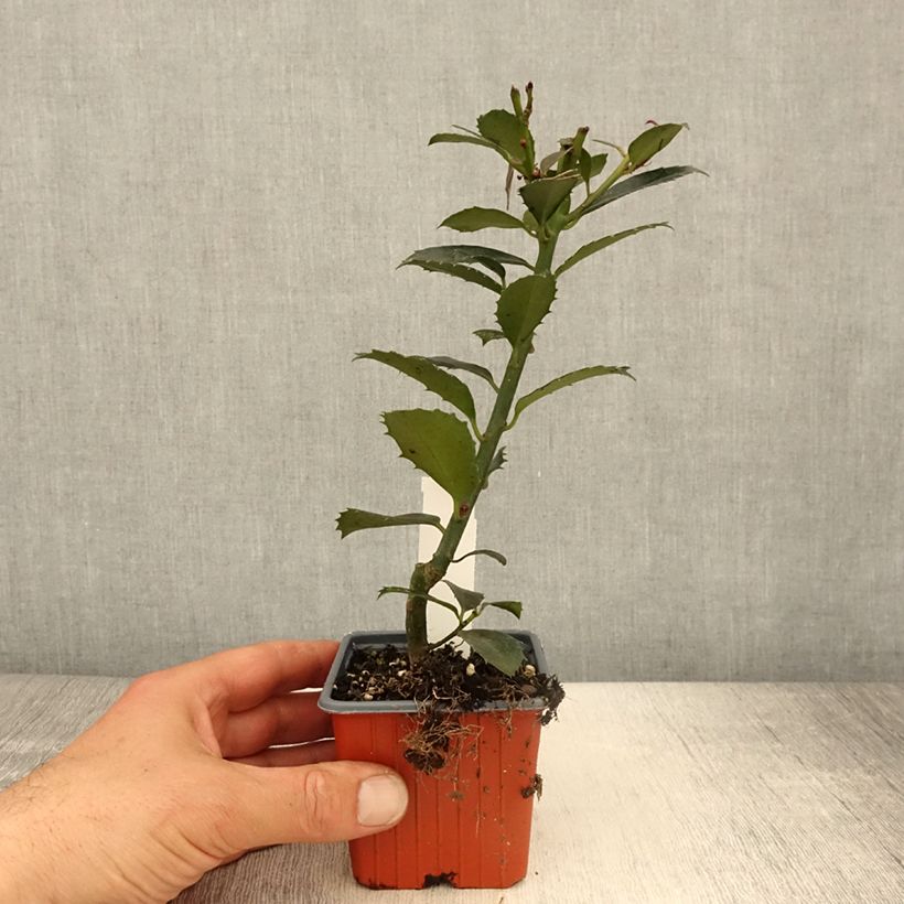 Houx - Ilex x meserveae Heckenpracht - Godet de 8/9 cm esemplare consegnato in primavera