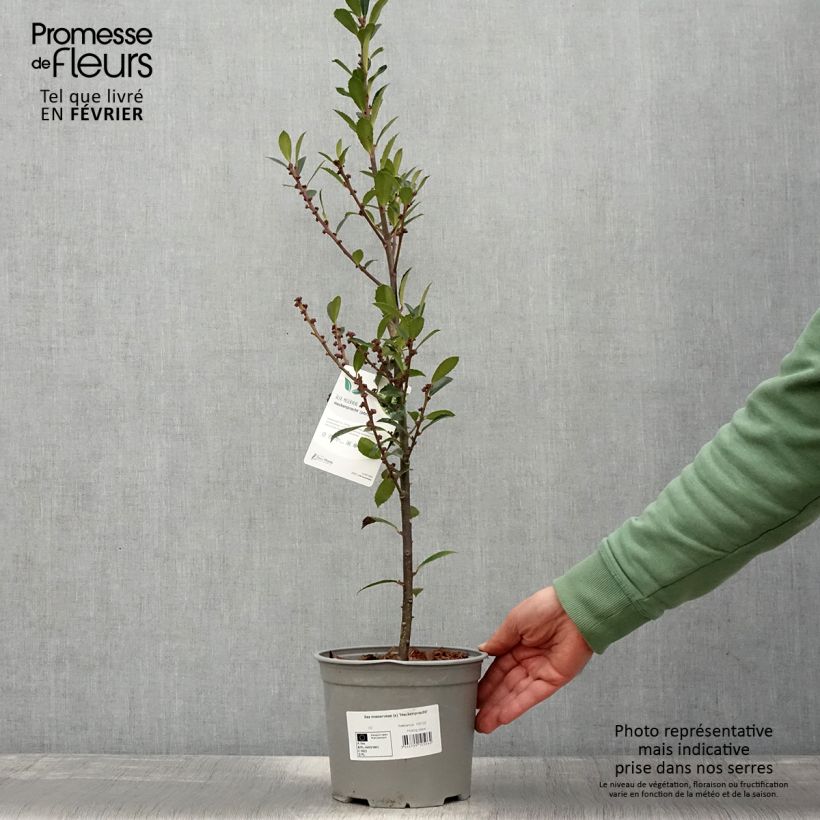 Houx - Ilex x meserveae Heckenpracht Pot de 2L/3L esemplare consegnato in inverno