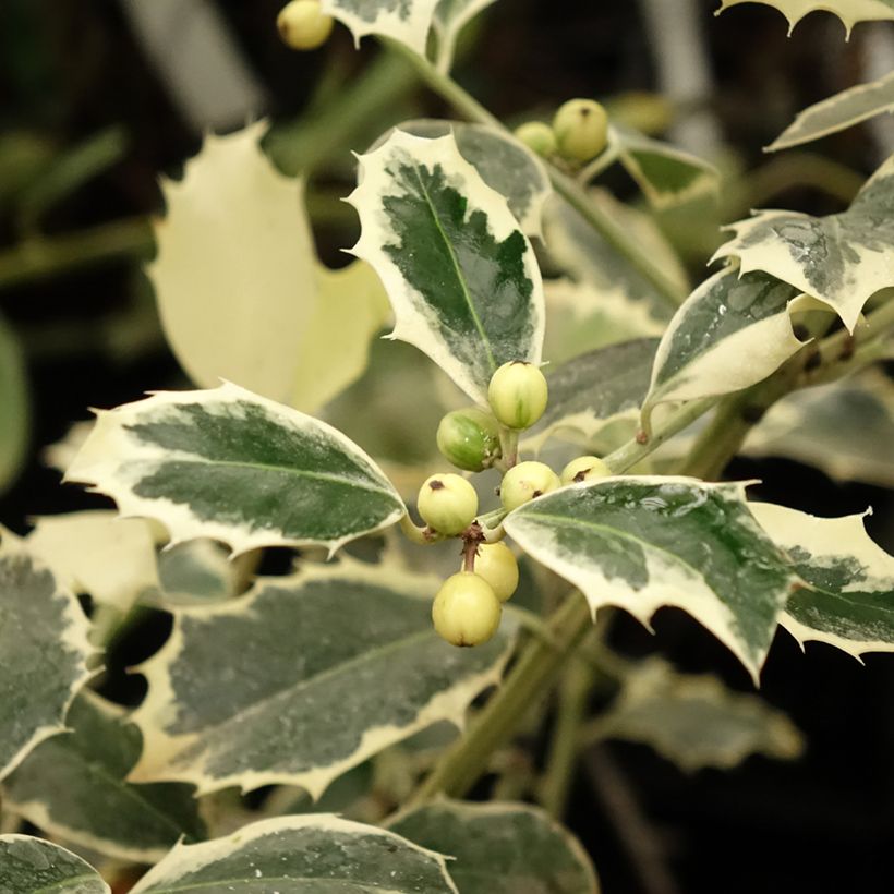 Ilex aquifolium Argenteomarginata - Agrifoglio variegato (Fogliame)