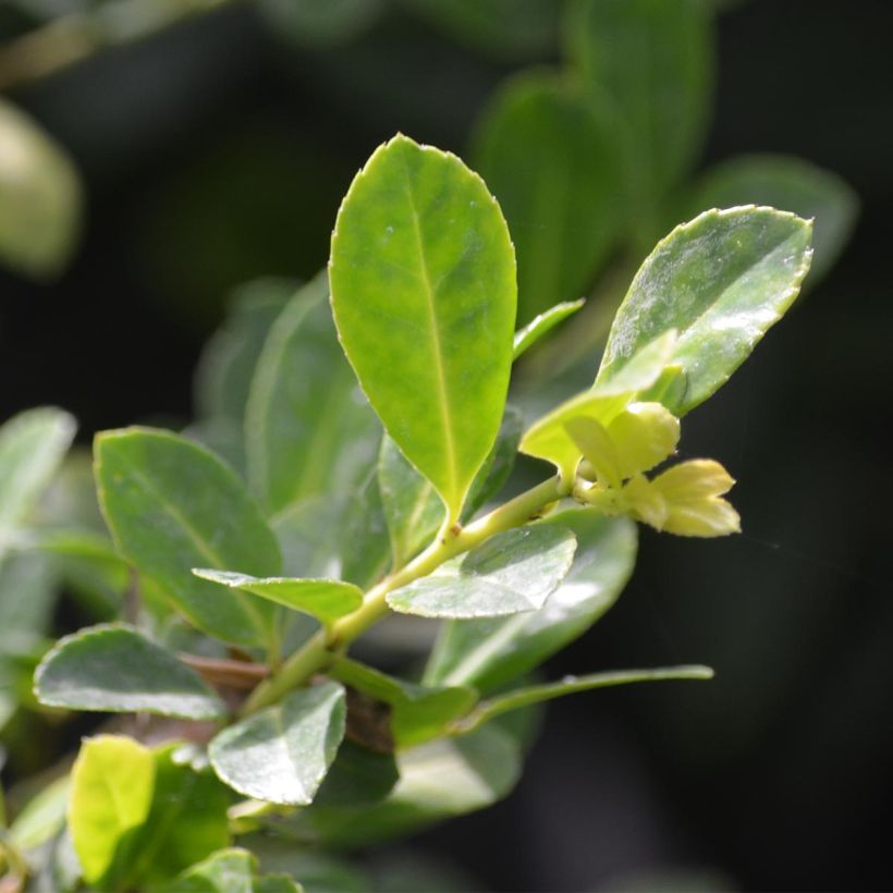 Ilex Golden King - Agrifoglio (Fogliame)