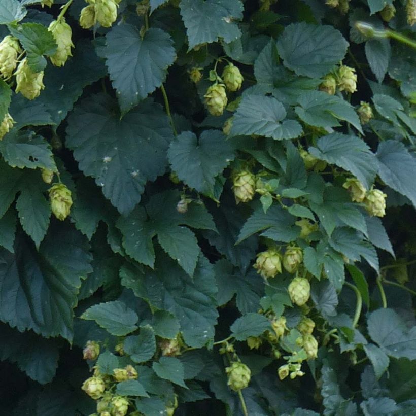 Luppolo - Humulus lupulus (Fogliame)