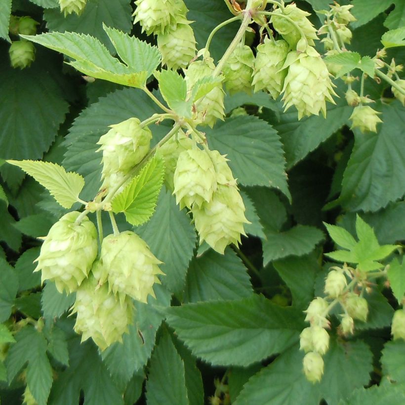 Luppolo - Humulus lupulus (Fioritura)