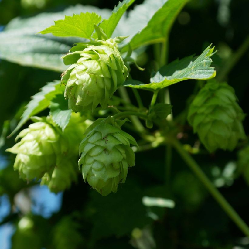 Humulus lupulus Magnum - Luppolo (Fioritura)