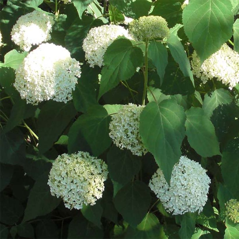 Hydrangea arborescens Annabelle - Ortensia (Fioritura)