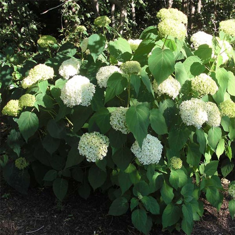 Hydrangea arborescens Annabelle - Ortensia (Porto)