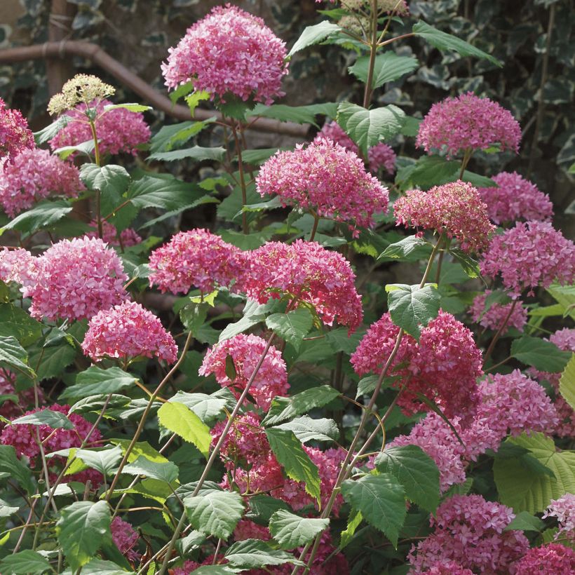 Hydrangea arborescens Bella Anna - Ortensia (Porto)