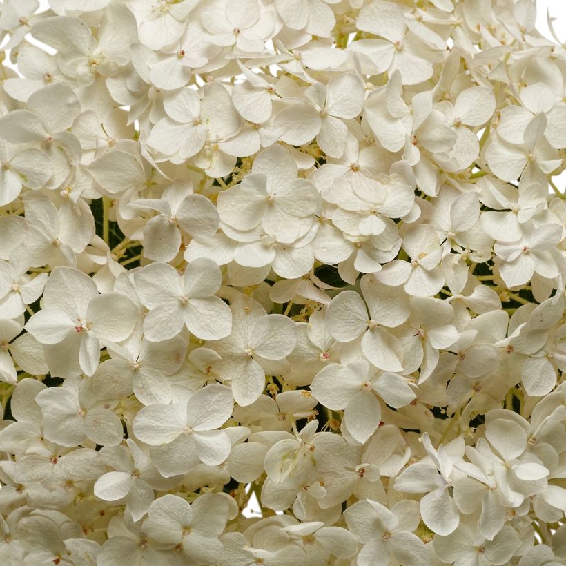 Hydrangea arborescens BellaRagazza Blanchetta - Ortensia (Fioritura)