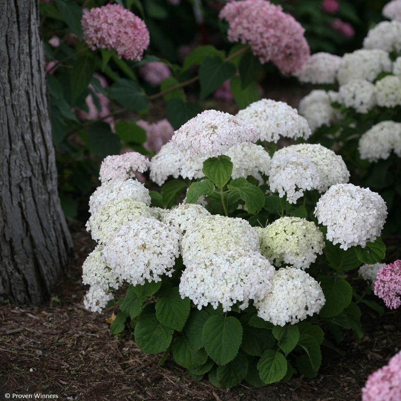 Hydrangea arborescens BellaRagazza Blanchetta - Ortensia (Porto)