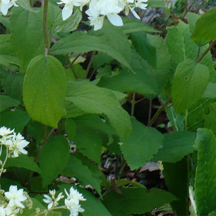 Hydrangea arborescens Hayes Starbust - Ortensia (Fogliame)