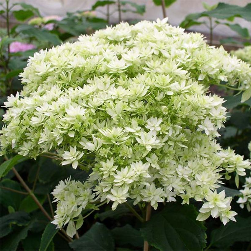 Hydrangea arborescens Hayes Starbust - Ortensia (Fioritura)