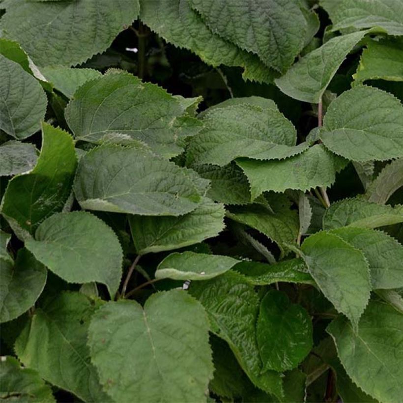 Hydrangea arborescens Strong Annabelle - Ortensia (Fogliame)